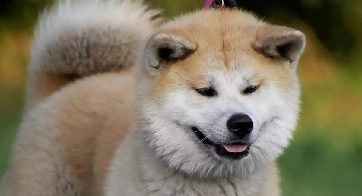 Akita Dog Breed Price, Lifespan, Temperament and Size