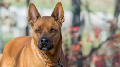 Akita Pit Dog Breed Price, Lifespan, Temperament and Size