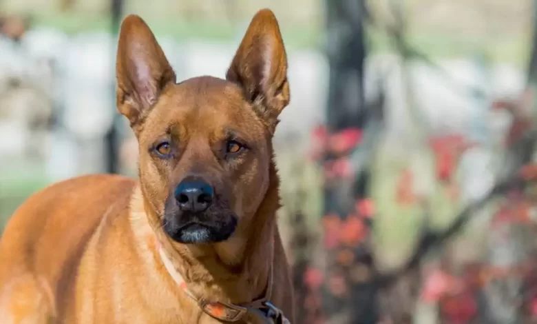 Akita Pit Dog Breed Price, Lifespan, Temperament and Size