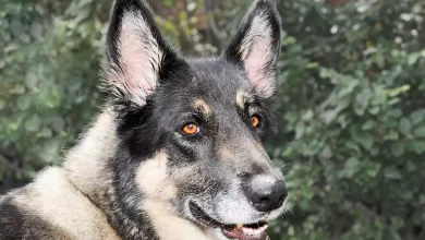 Akita Shepherd Dog Breed Overview