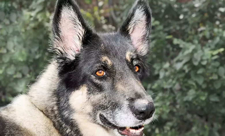 Akita Shepherd Dog Breed Overview