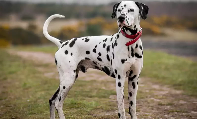 Akitamatian Dog Breed Price, Lifespan, Temperament and Size