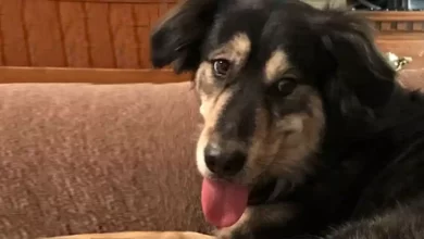 Alaskan Goldenmute Dog Breed Price, Lifespan, Temperament and Size