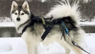 Alaskan Klee Kai Dog Breed Price, Lifespan, Temperament and Size