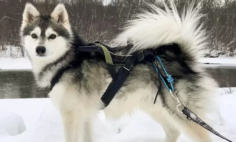 Alaskan Klee Kai Dog Breed Price, Lifespan, Temperament and Size