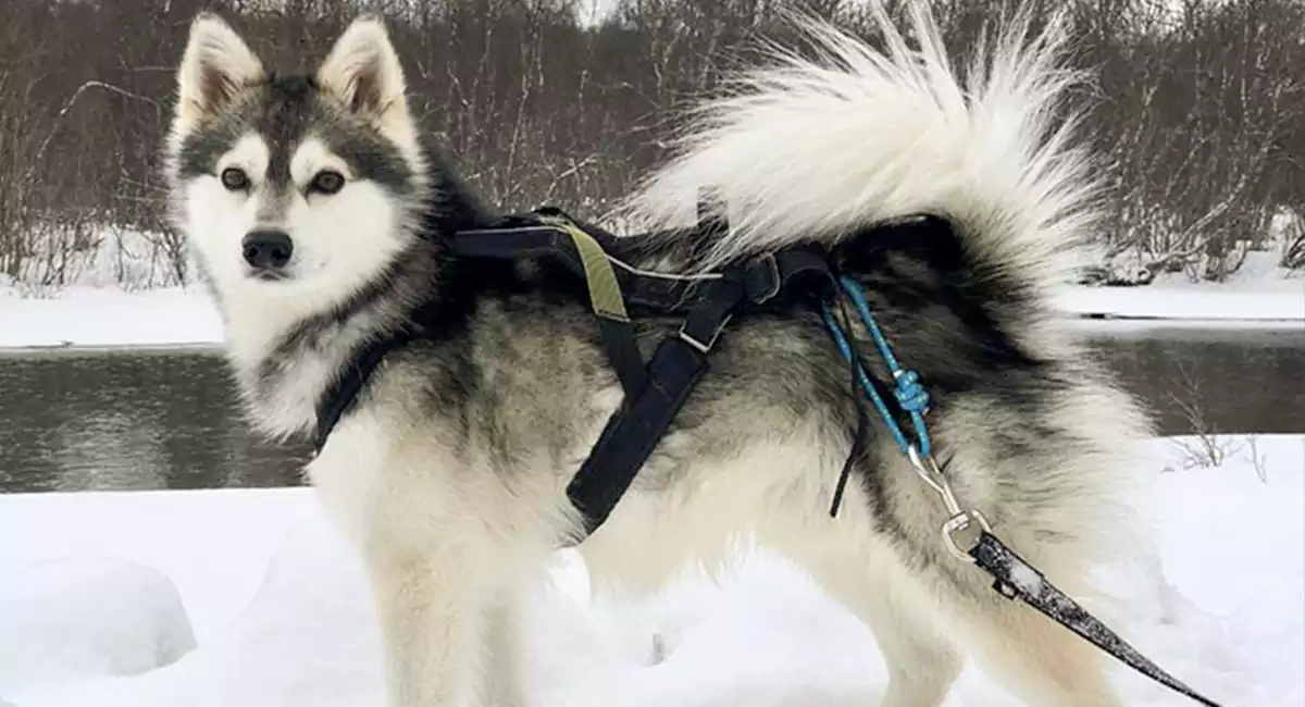 Alaskan Klee Kai Dog Breed Price, Lifespan, Temperament and Size