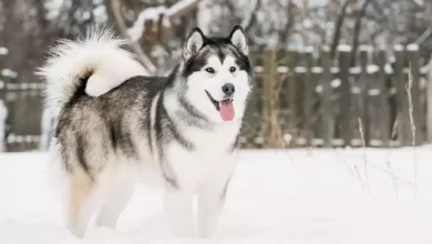 Alaskan Malamute Dog Breed Price, Lifespan, Temperament and Size