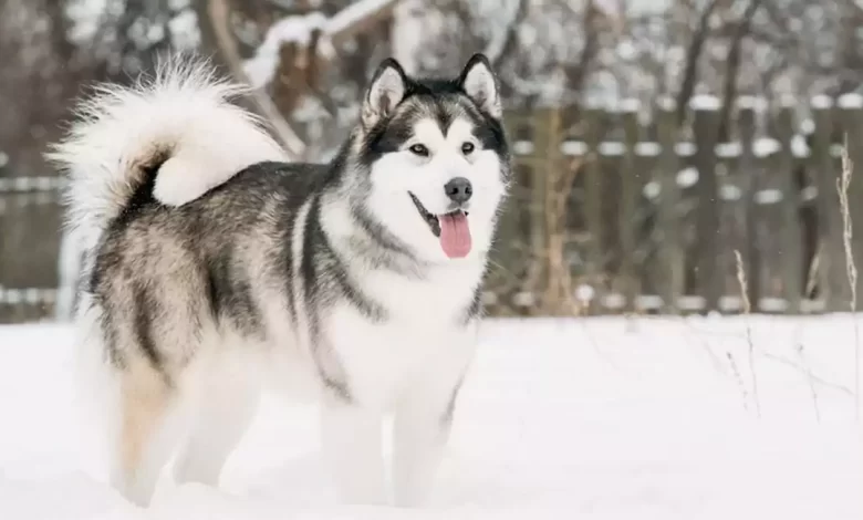 Alaskan Malamute Dog Breed Price, Lifespan, Temperament and Size