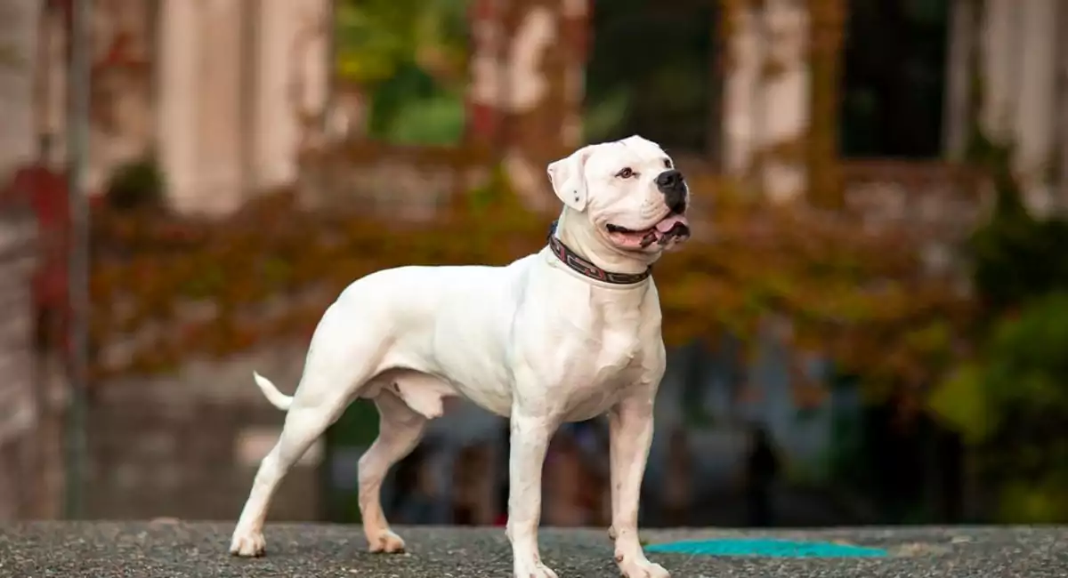 American Bulldog Dog Breed Price, Lifespan, Temperament and Size