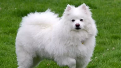 American English Coonhound Dog Breed Price, Lifespan, Temperament and Size