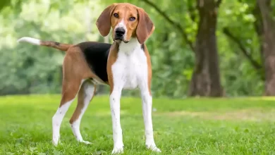 American Eskimo Dog Breed Price, Lifespan, Temperament and Size