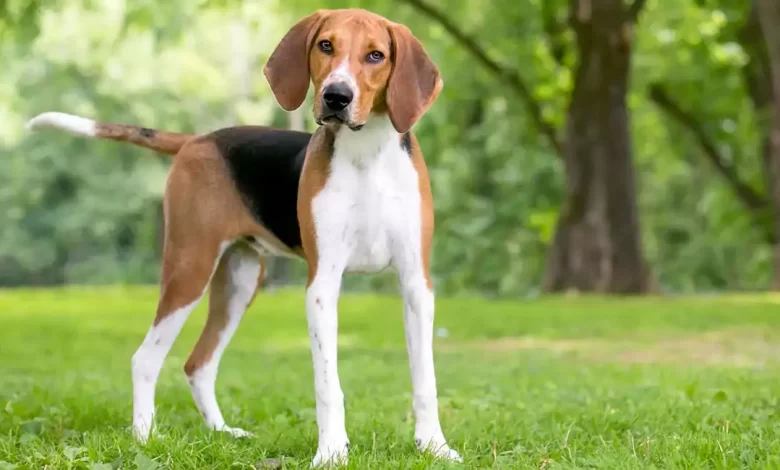 American Eskimo Dog Breed Price, Lifespan, Temperament and Size