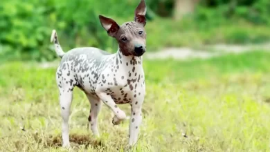 American Hairless Terrier Dog Breed Price, Lifespan, Temperament and Size