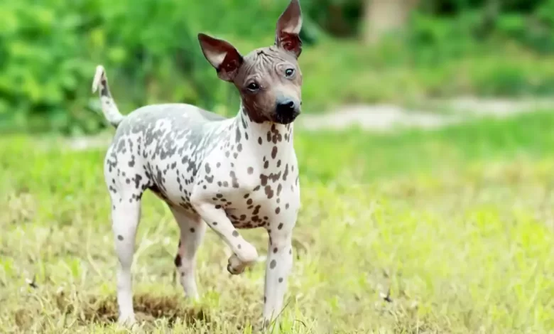 American Hairless Terrier Dog Breed Price, Lifespan, Temperament and Size