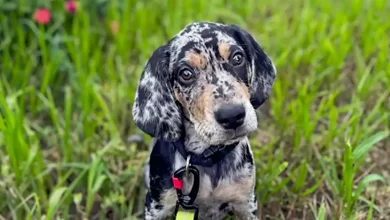 American Leopard Hound Dog Breed Price, Lifespan, Temperament and Size