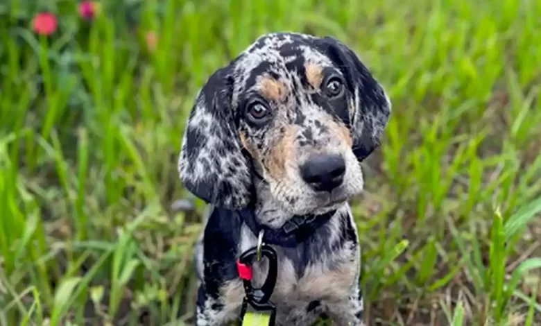American Leopard Hound Dog Breed Price, Lifespan, Temperament and Size