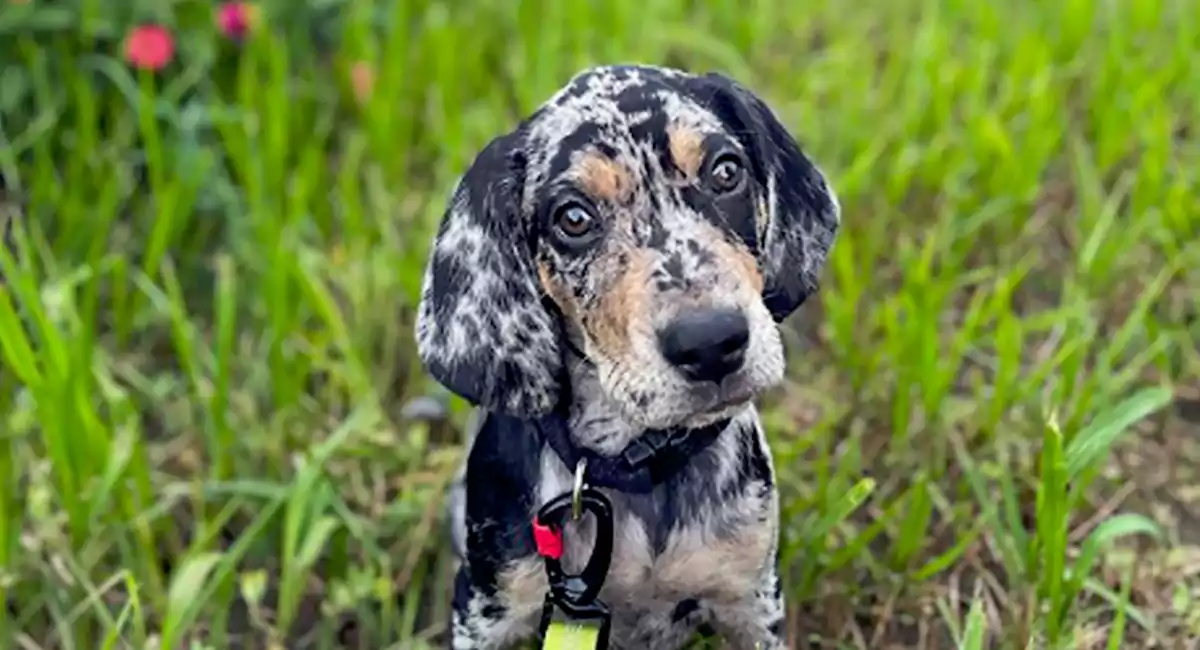 American Leopard Hound Dog Breed Price, Lifespan, Temperament and Size