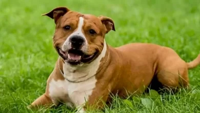 American Pit Bull Terrier Dog Breed Price, Lifespan, Temperament and Size