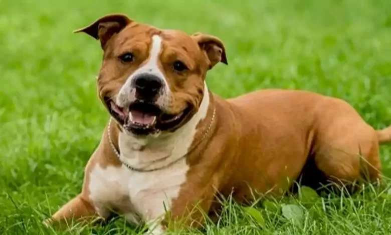American Pit Bull Terrier Dog Breed Price, Lifespan, Temperament and Size
