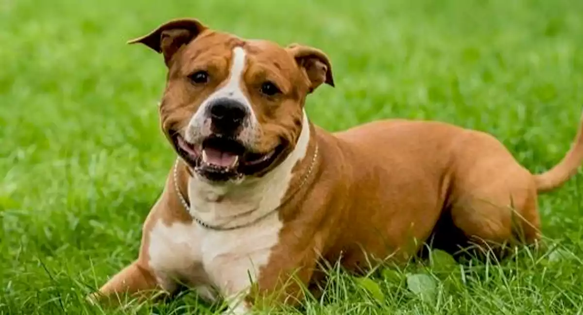 American Pit Bull Terrier Dog Breed Price, Lifespan, Temperament and Size