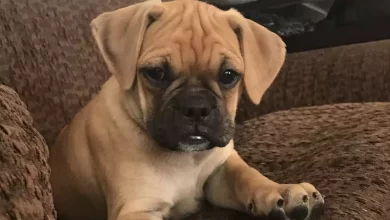 American Pugabull Dog Breed Price, Lifespan, Temperament and Size