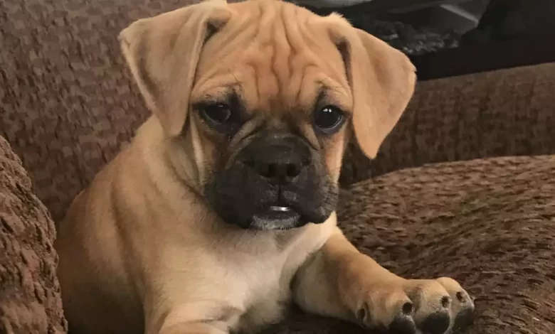 American Pugabull Dog Breed Price, Lifespan, Temperament and Size