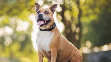 American Staffordshire Terrier Dog Breed Price, Lifespan, Temperament and Size