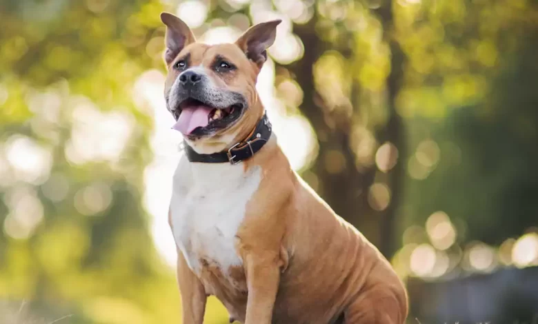 American Staffordshire Terrier Dog Breed Price, Lifespan, Temperament and Size
