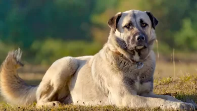 Anatolian Shepherd Dog Breed Price, Lifespan, Temperament and Size