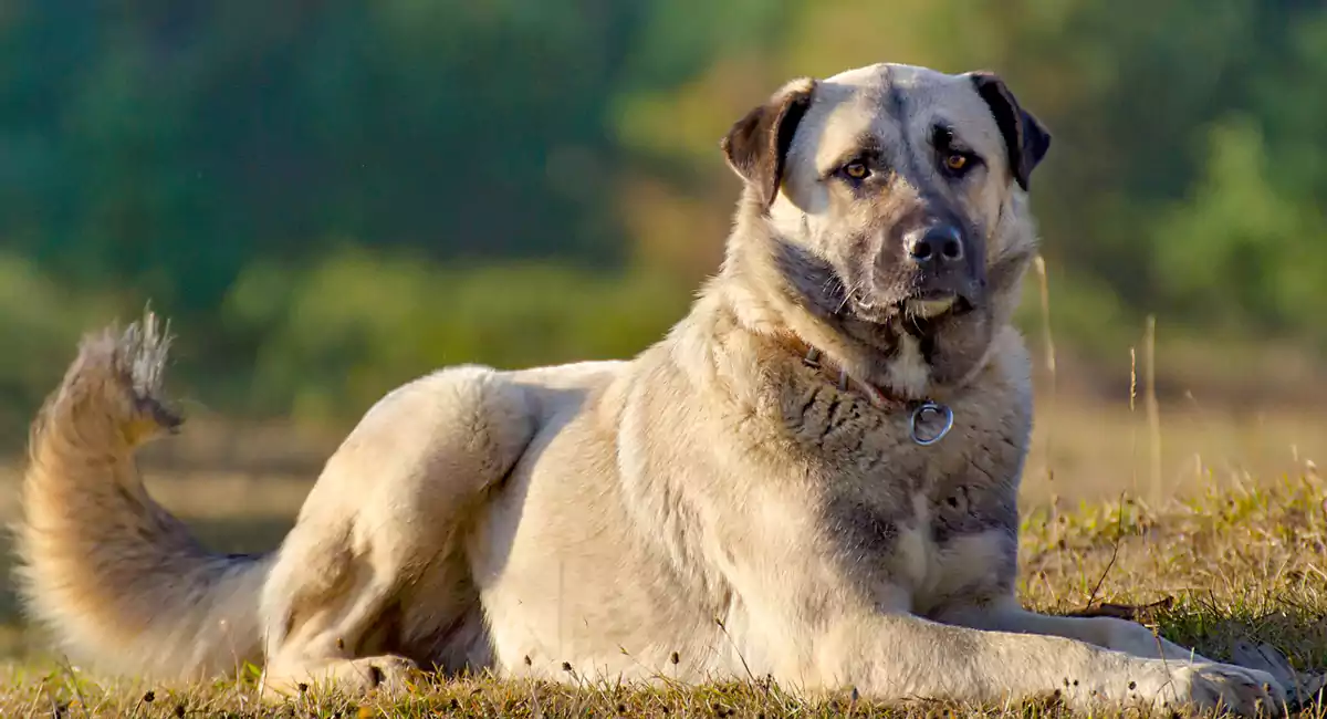 Anatolian Shepherd Dog Breed Price, Lifespan, Temperament and Size