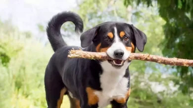 Appenzeller Sennenhunde Dog Breed Price, Lifespan, Temperament and Size