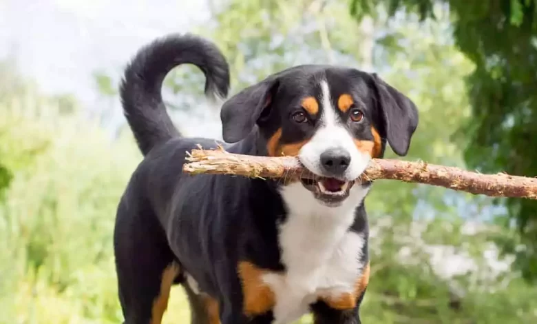 Appenzeller Sennenhunde Dog Breed Price, Lifespan, Temperament and Size