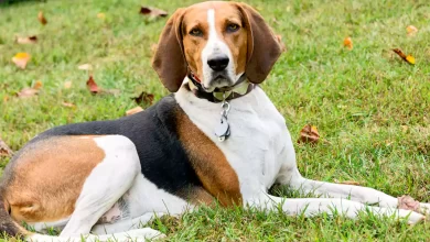 Are American English Breed Price, Lifespan, Temperament and Size