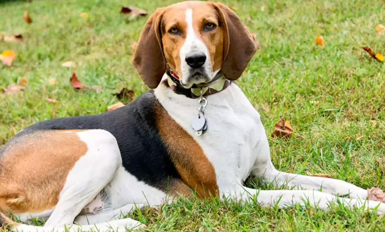 Are American English Breed Price, Lifespan, Temperament and Size