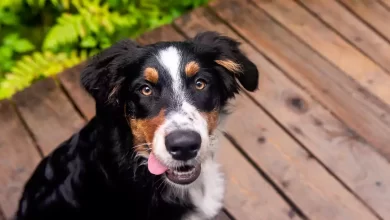 Auggie Dog Breed Price, Lifespan, Temperament and Size