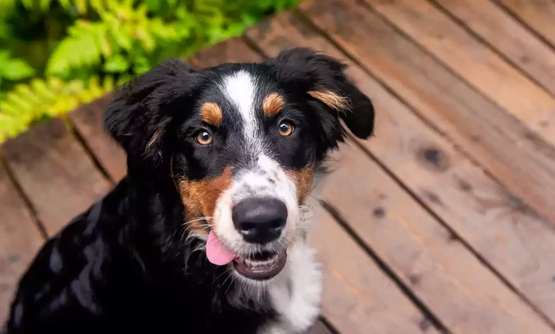 Auggie Dog Breed Price, Lifespan, Temperament and Size