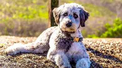 Aussiedoodle Dog Breed Price, Lifespan, Temperament and Size