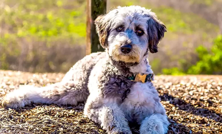 Aussiedoodle Dog Breed Price, Lifespan, Temperament and Size