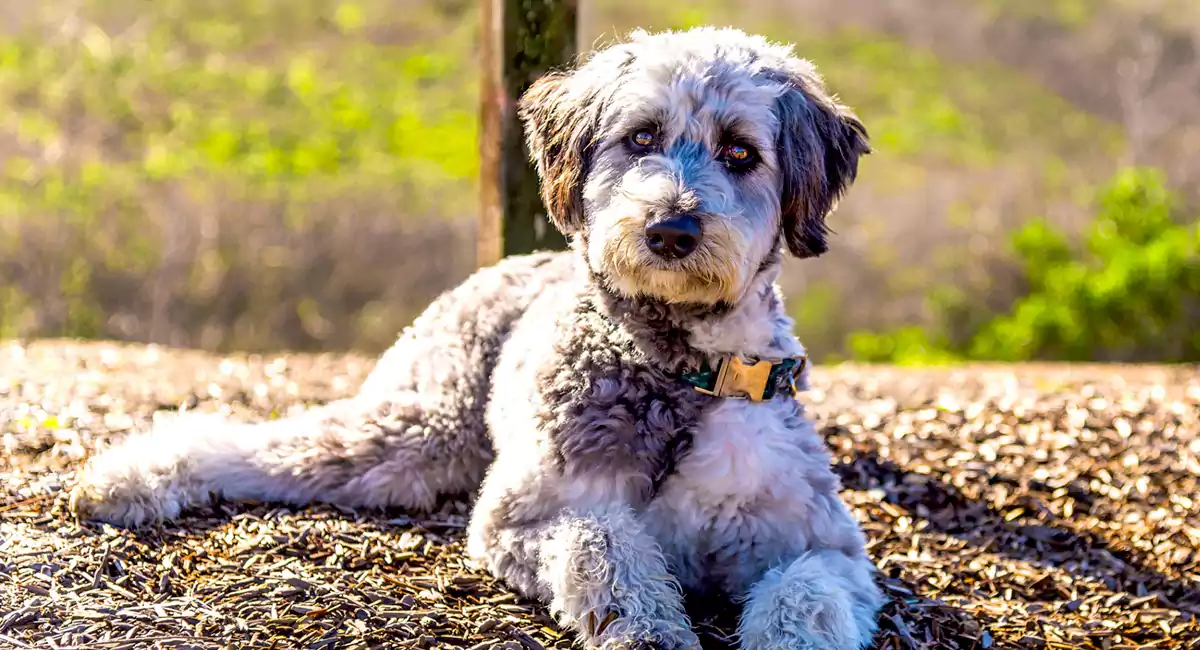 Aussiedoodle Dog Breed Price, Lifespan, Temperament and Size