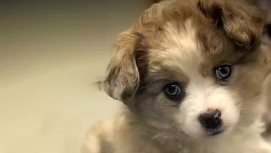 Aussiepom Dog Breed Price, Lifespan, Temperament and Size