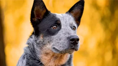 Australian Cattle Dog Breed Price, Lifespan, Temperament and Size