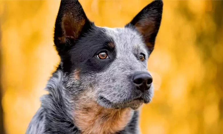 Australian Cattle Dog Breed Price, Lifespan, Temperament and Size