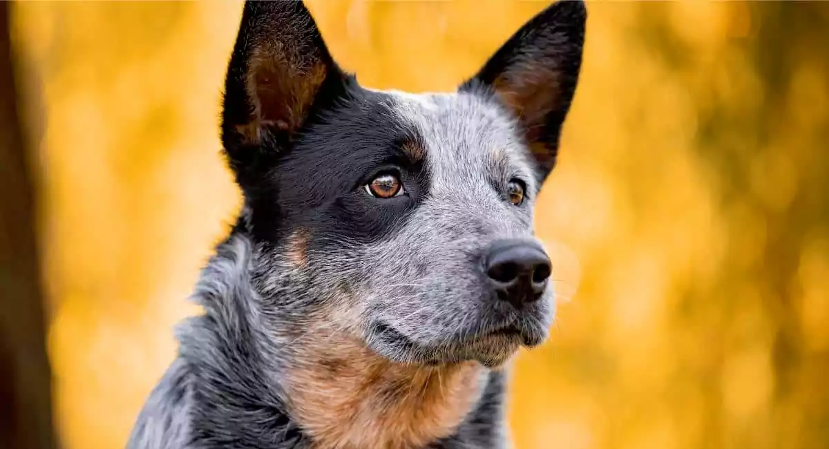 Australian Cattle Dog Breed Price, Lifespan, Temperament and Size