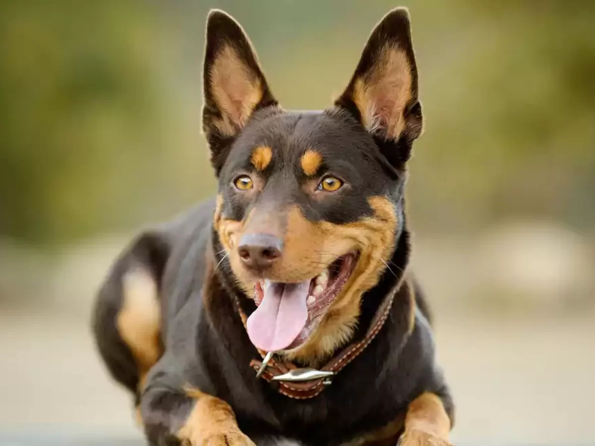 How Long Do Australian Kelpies Live How Long Do Australian Kelpies Live