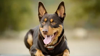 Australian Kelpie Dog Breed Price, Lifespan, Temperament and Size