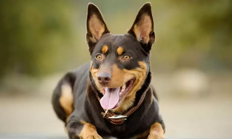Australian Kelpie Dog Breed Price, Lifespan, Temperament and Size