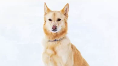 Australian Retriever Dog Breed Price, Lifespan, Temperament and Size