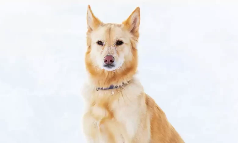 Australian Retriever Dog Breed Price, Lifespan, Temperament and Size