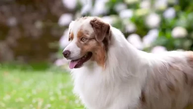 Australian Shepherd Dog Breed Price, Lifespan, Temperament and Size