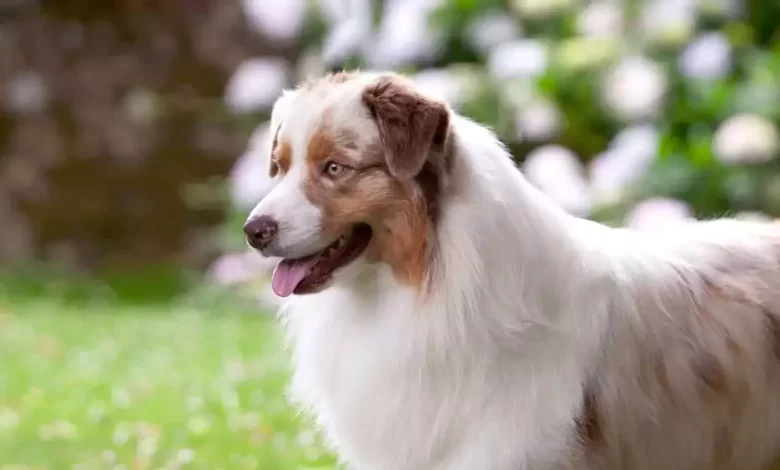 Australian Shepherd Dog Breed Price, Lifespan, Temperament and Size